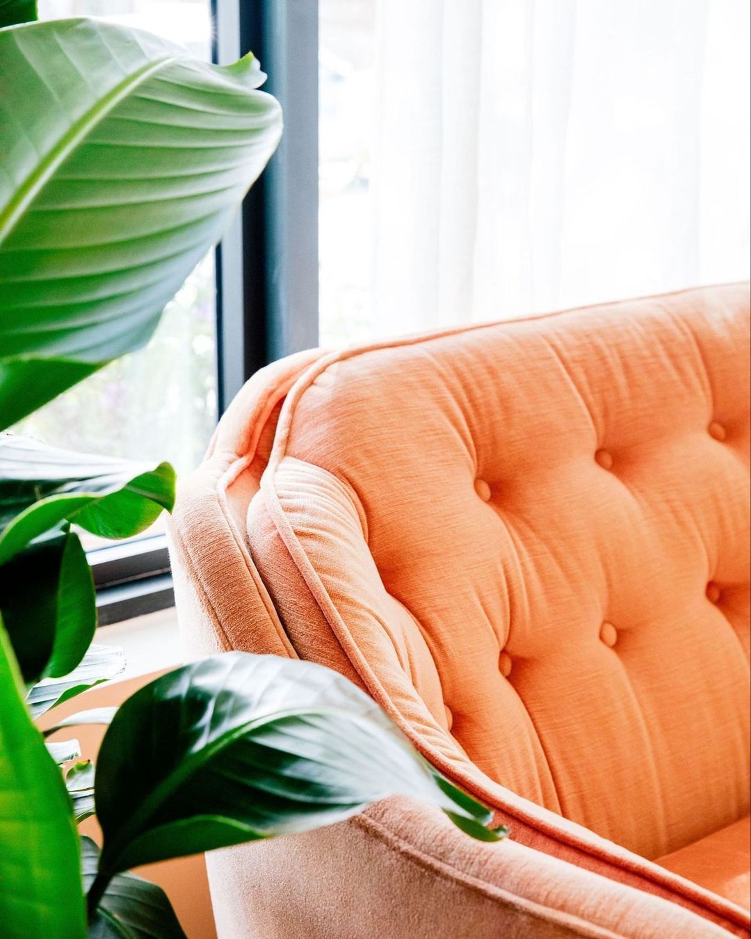 Close-up of a salmon-colored tufted sofa with rounded arms, complemented by vibrant green tropical plants against a soft, natural light.