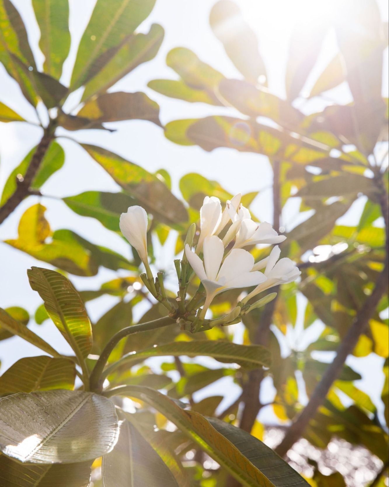 Close-up shot of white frangipani flowers in bloom with green leaves against bright sunlight.
