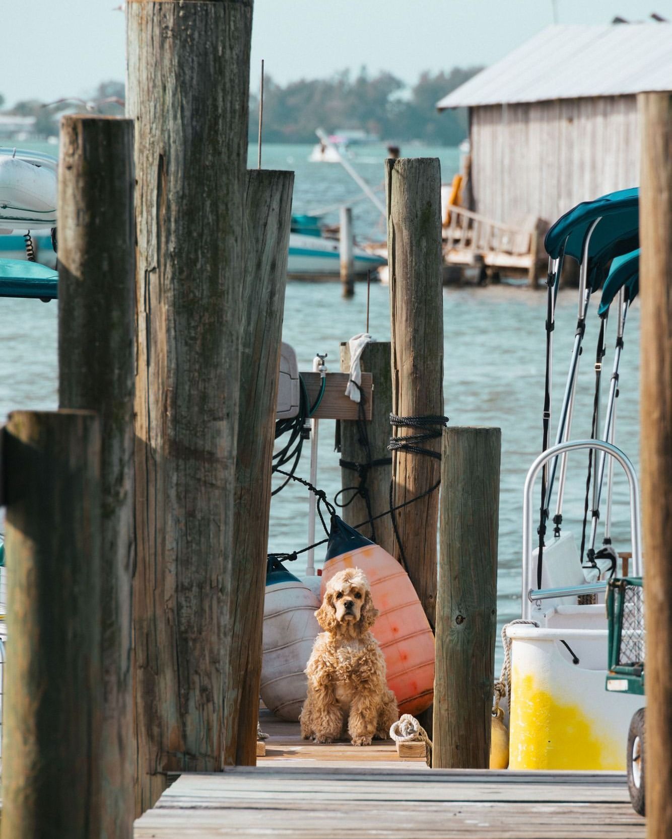 Cocker Spaniel dog sitting on a wooden pier with boats and a boathouse in the background on a sunny day near the water.