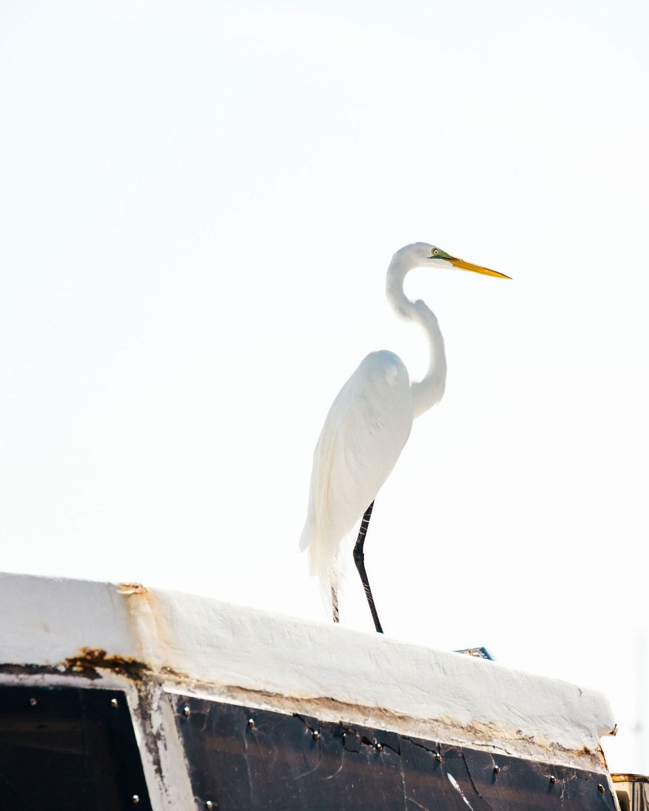 A great egret perched on a boat, featuring its white plumage, slender black legs, and bright yellow beak against a clear, bright sky.