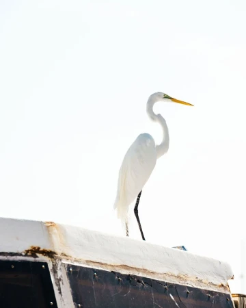 A great egret perched on a boat, featuring its white plumage, slender black legs, and bright yellow beak against a clear, bright sky.