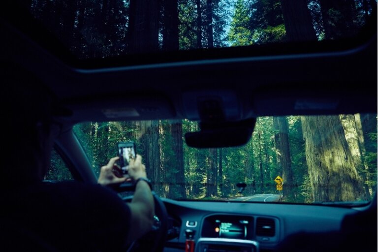 View from inside a car of a person holding a smartphone taking a photo of a redwood forest on a road with a yellow turn sign.