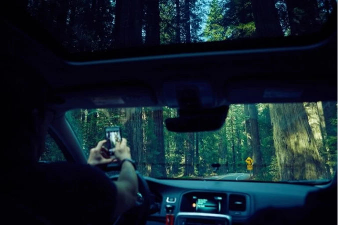View from inside a car of a person holding a smartphone taking a photo of a redwood forest on a road with a yellow turn sign.