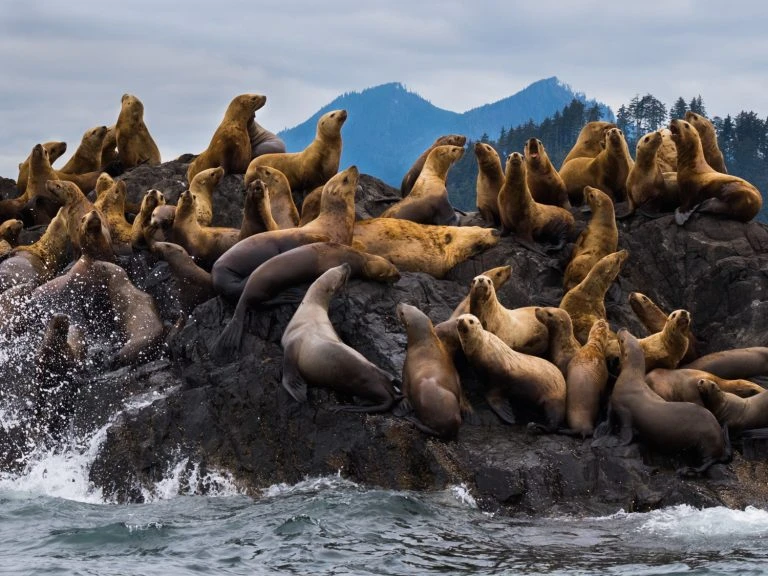 Many tan and brown sea lions rest on a rocky outcrop next to the ocean under a cloudy sky, with forested mountains in the background.
