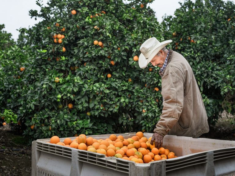 An elderly man with a cowboy hat harvests oranges in an orchard, placing them into a large container, with orange trees visible in the background.