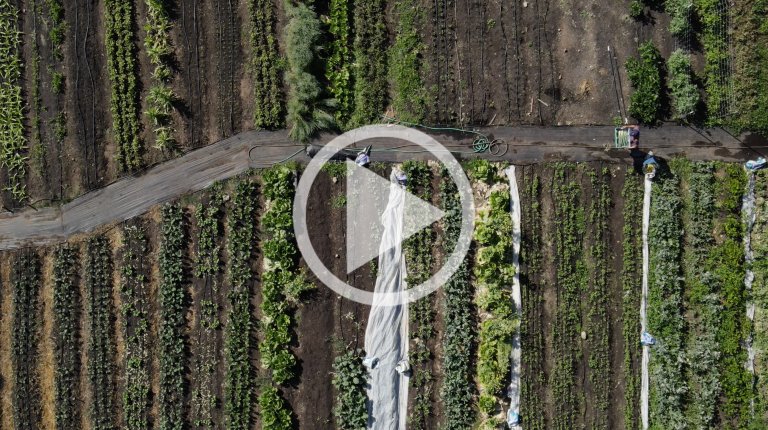 Aerial view of a farm with rows of crops and farmworkers tending to plants in a sunny, rural setting with earthy tones.