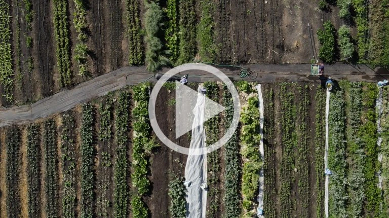 Aerial view of a farm with rows of crops and farmworkers tending to plants in a sunny, rural setting with earthy tones.