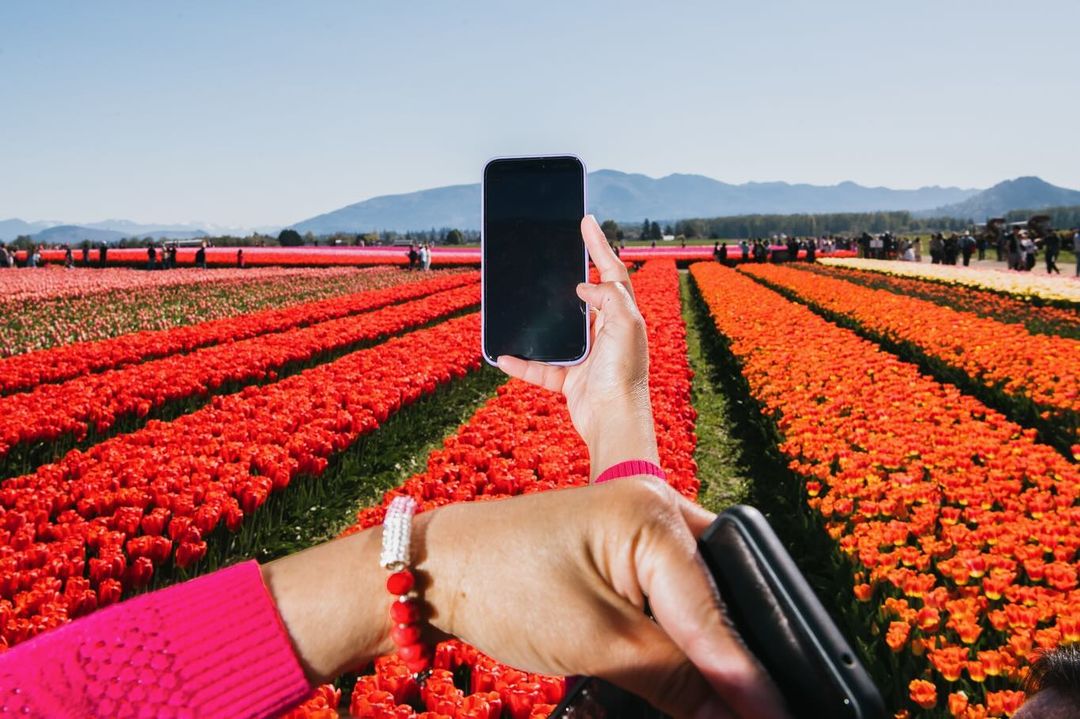 Person takes a photo with a smartphone in a vibrant tulip field under a bright, sunny sky with distant mountains.