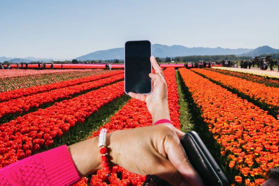 Person takes a photo with a smartphone in a vibrant tulip field under a bright, sunny sky with distant mountains.