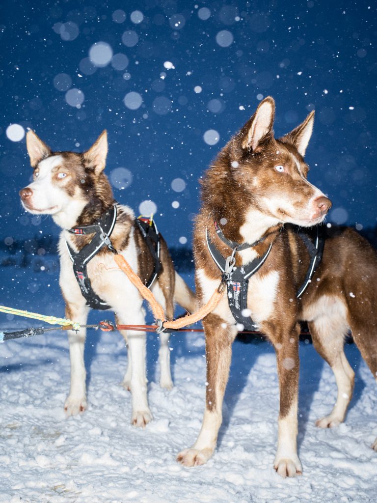 Two brown and white sled dogs stand in the snow in front of a dark, bokeh-filled background with falling snow illuminated by artificial light.