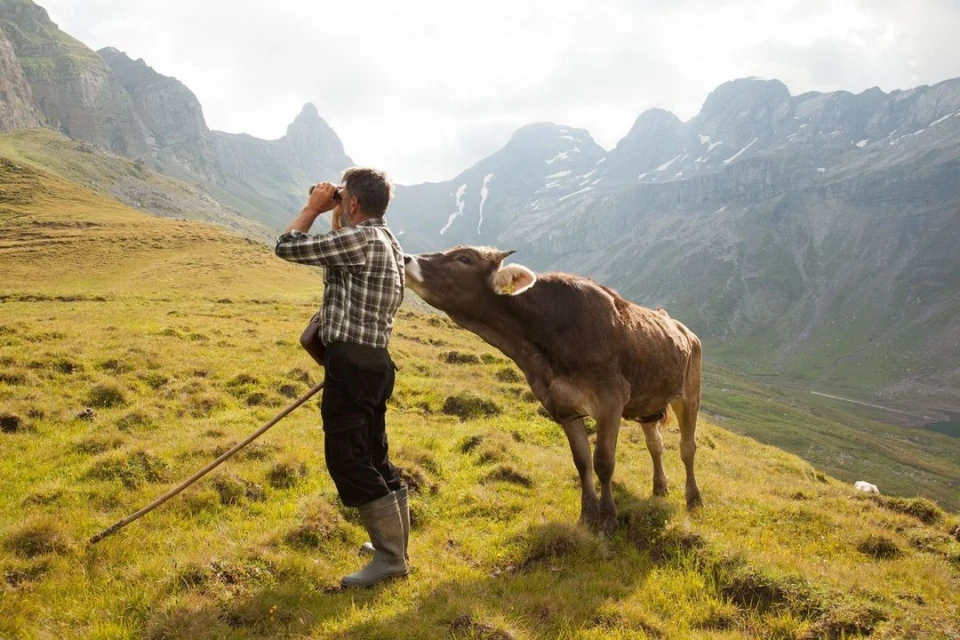 An adult male in a plaid shirt and dark pants looks through binoculars as a brown cow licks his neck in a mountain meadow landscape.