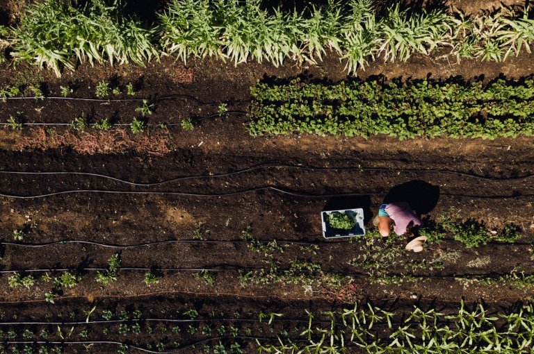 Aerial view of a woman harvesting crops in a field, with rows of plants, dirt, irrigation lines, and a basket of produce.