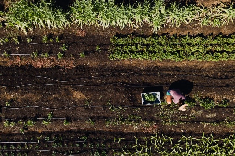 Aerial view of a woman harvesting crops in a field, with rows of plants, dirt, irrigation lines, and a basket of produce.