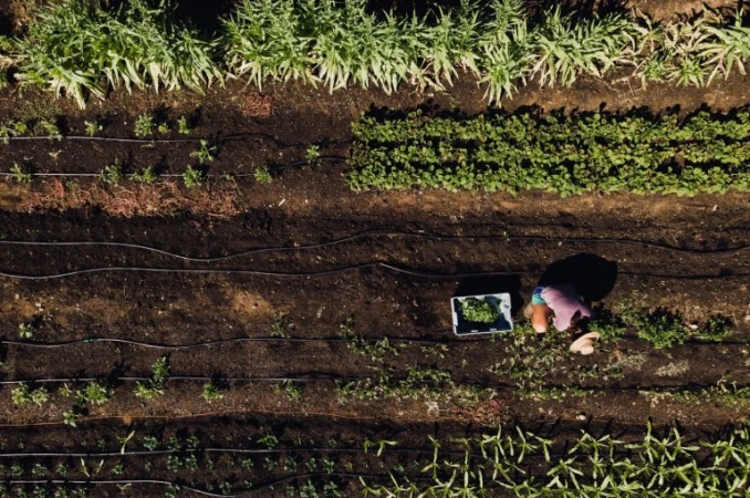 Aerial view of a woman harvesting crops in a field, with rows of plants, dirt, irrigation lines, and a basket of produce.