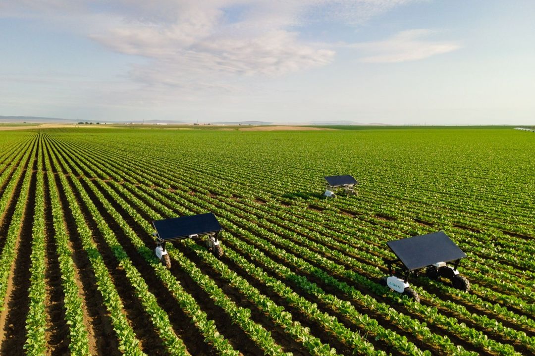 Agricultural robots work in rows across a vast green farmland under a light blue sky, showcasing precision farming technology and innovation.