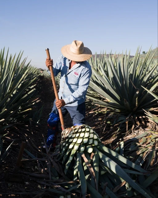Man in straw hat harvesting agave plants in a field under a clear sky, using a tool to cut the base of a large plant.