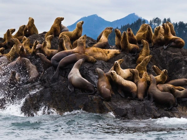 Many sea lions rest on a rocky outcropping near the ocean, surrounded by forested mountains under an overcast sky.