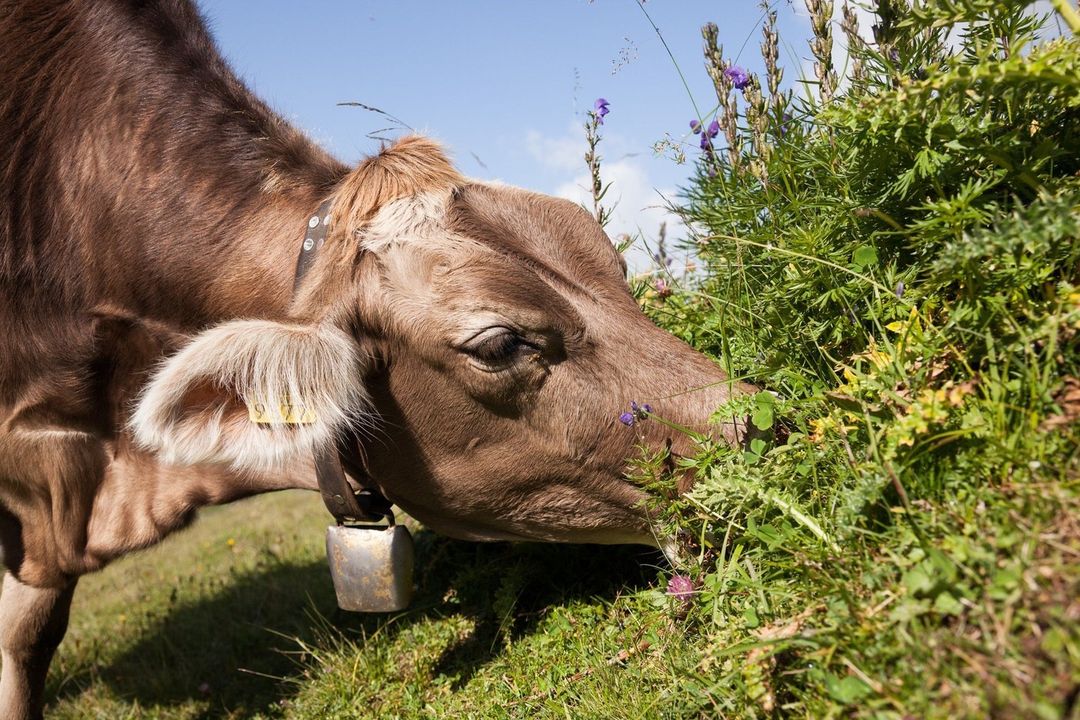 Close-up of a brown cow grazing in a lush, green field filled with wildflowers under a sunny sky. The cow wears a bell.