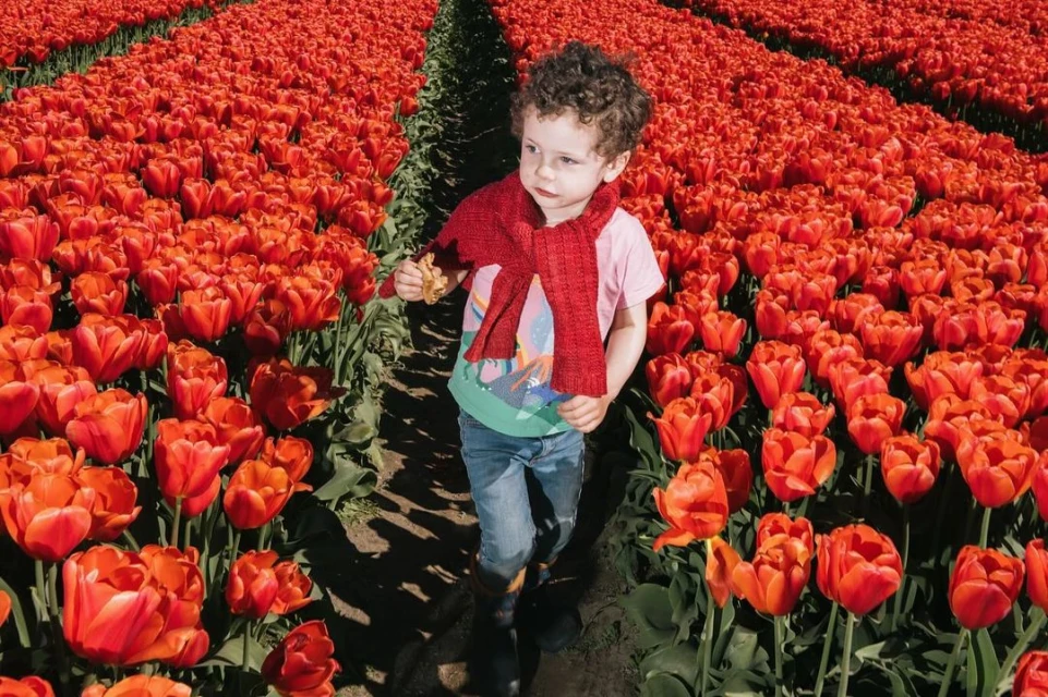 A young child walks through a vibrant field of red tulips, wearing a red scarf, blue jeans, and boots on a sunny day.
