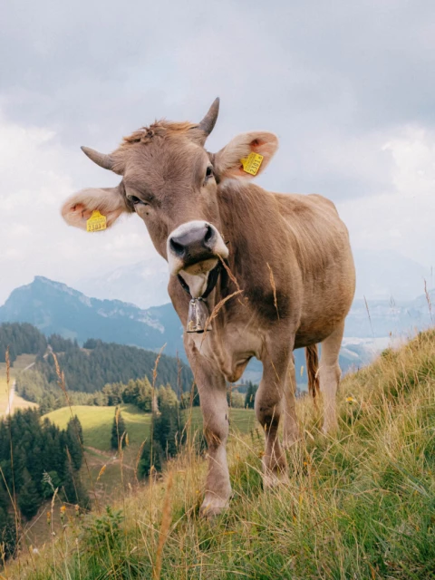 Close-up of a brown cow with a bell standing on a green hillside with mountains and sky in the background, eating grass.
