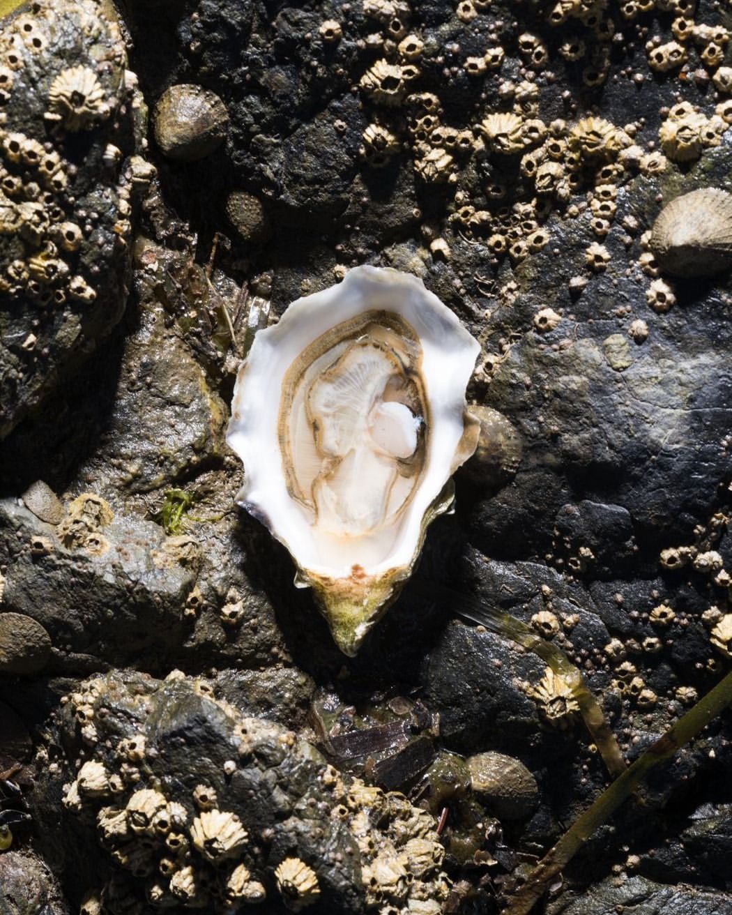 Close-up of an oyster shell on a rock, surrounded by barnacles and seaweed, with dark, wet stone as a textural backdrop.