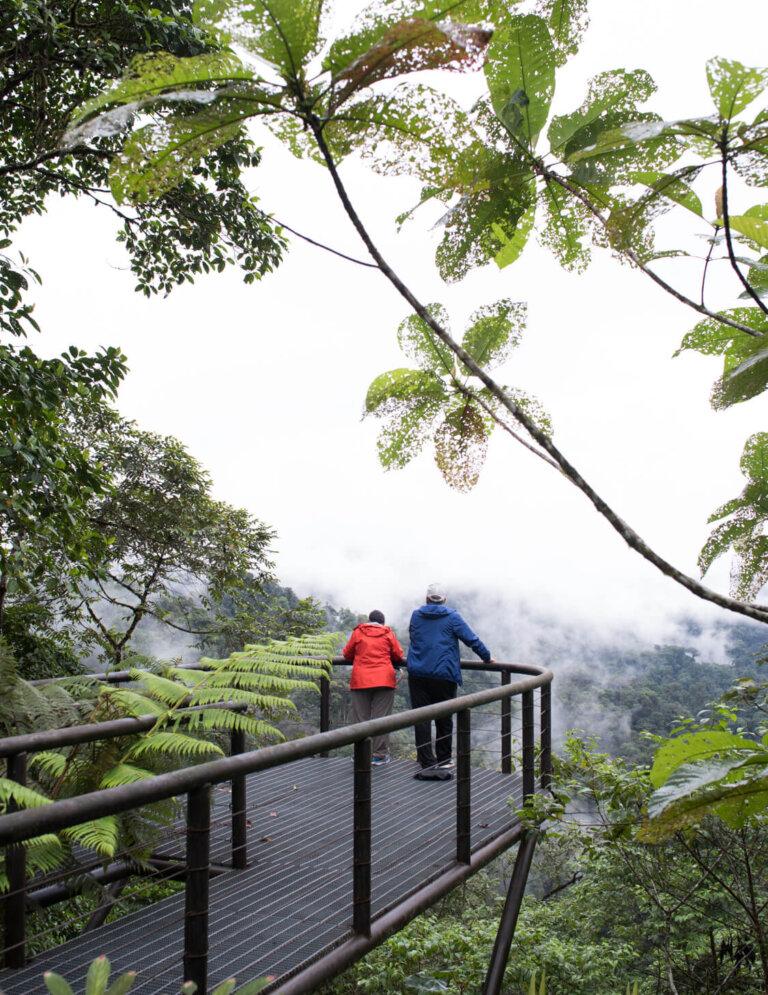 Two people on a viewing platform in a lush, green forest overlooking a valley filled with mist and trees, showcasing a tranquil nature scene.
