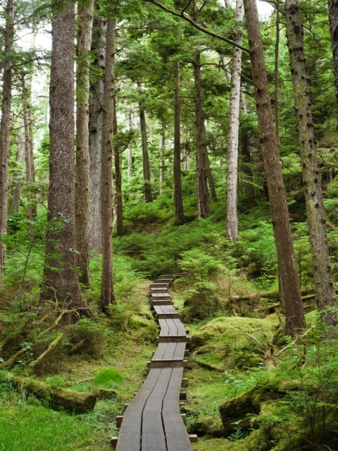 A wooden boardwalk pathway leads through a dense forest of tall green trees, moss-covered ground, and lush undergrowth in a natural setting.