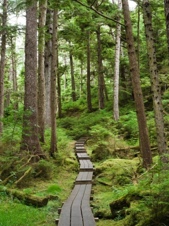 A wooden boardwalk pathway leads through a dense forest of tall green trees, moss-covered ground, and lush undergrowth in a natural setting.