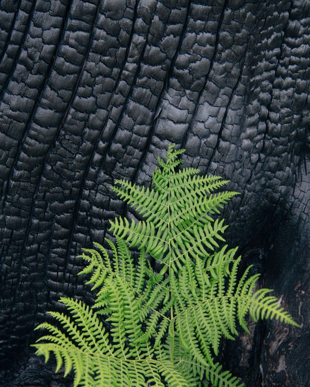 Green fern grows against charred black tree bark, creating a striking nature contrast, and symbolizing resilience and new beginnings.