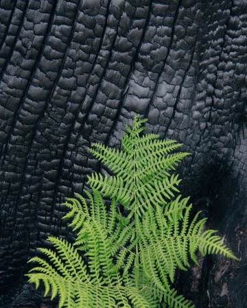 Green fern grows against charred black tree bark, creating a striking nature contrast, and symbolizing resilience and new beginnings.