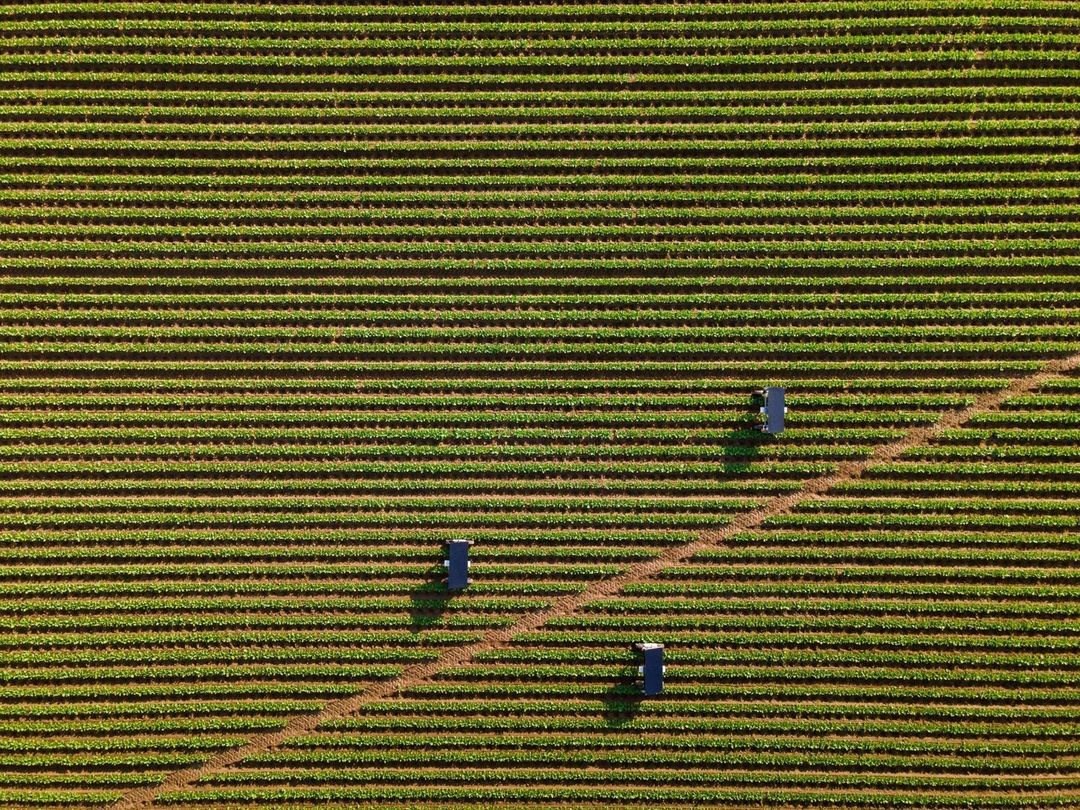 Aerial view of a lush green agricultural field with neat rows of plants and three blue farming machines on a sunny day.