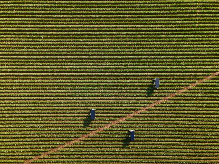 Aerial view of a lush green agricultural field with neat rows of plants and three blue farming machines on a sunny day.