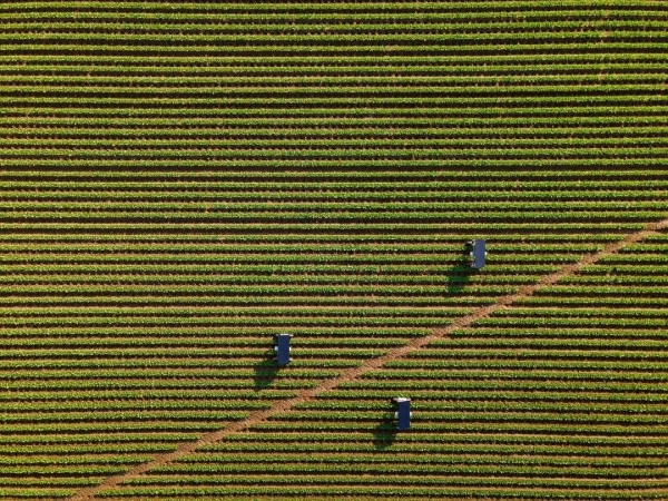 Aerial view of a lush green agricultural field with neat rows of plants and three blue farming machines on a sunny day.