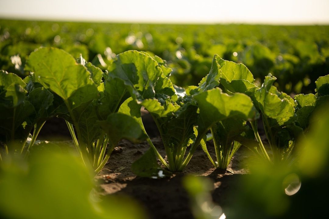 Close-up of a vibrant green crop of sugar beets growing in a field, the low angle emphasizing the lush foliage and the sunny horizon.