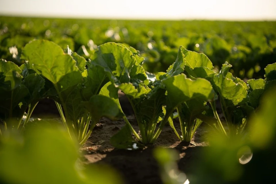 Close-up of a vibrant green crop of sugar beets growing in a field, the low angle emphasizing the lush foliage and the sunny horizon.