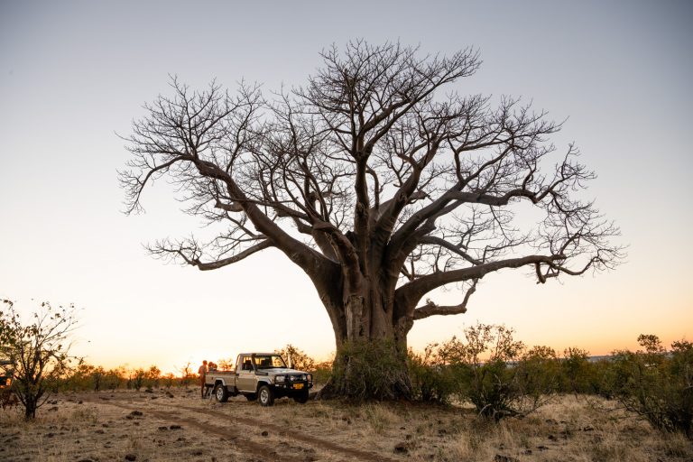 Scenic landscape with a large tree and a tan pickup truck parked in the shade during golden hour in a rural setting.