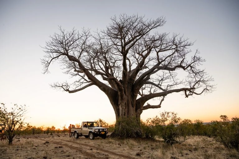 Scenic landscape with a large tree and a tan pickup truck parked in the shade during golden hour in a rural setting.