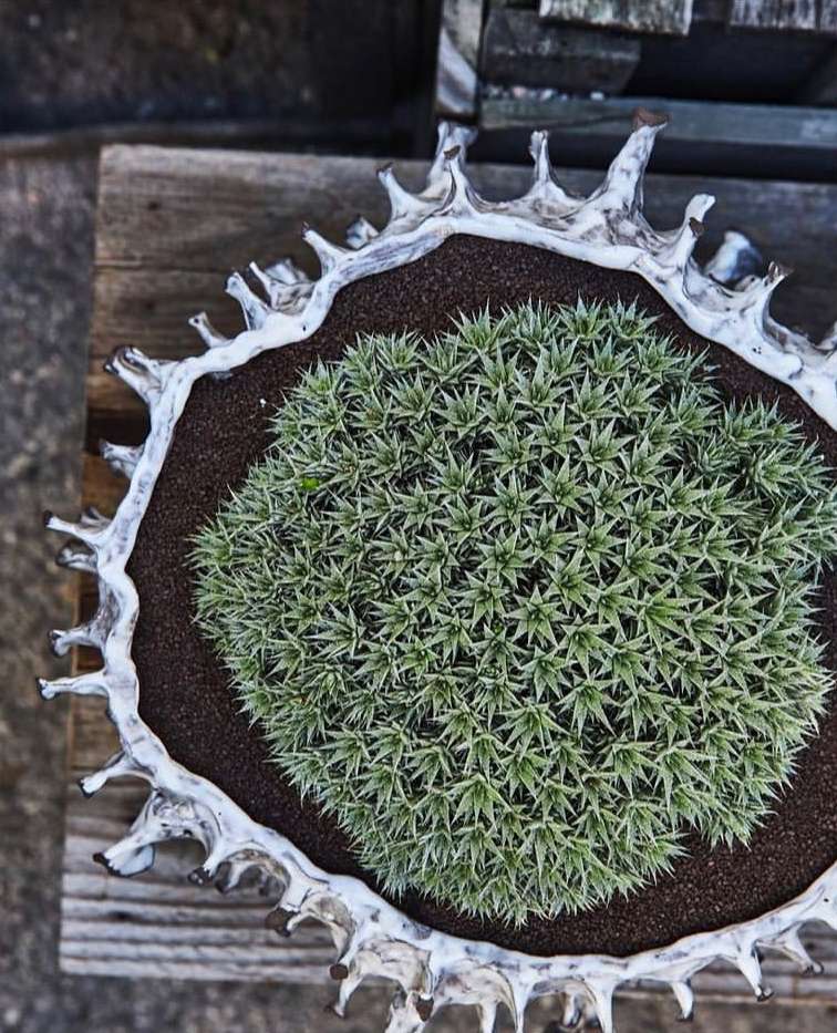 Overhead shot of succulent plant in white decorative pot with brown soil, placed on a distressed wooden surface, providing a natural aesthetic.