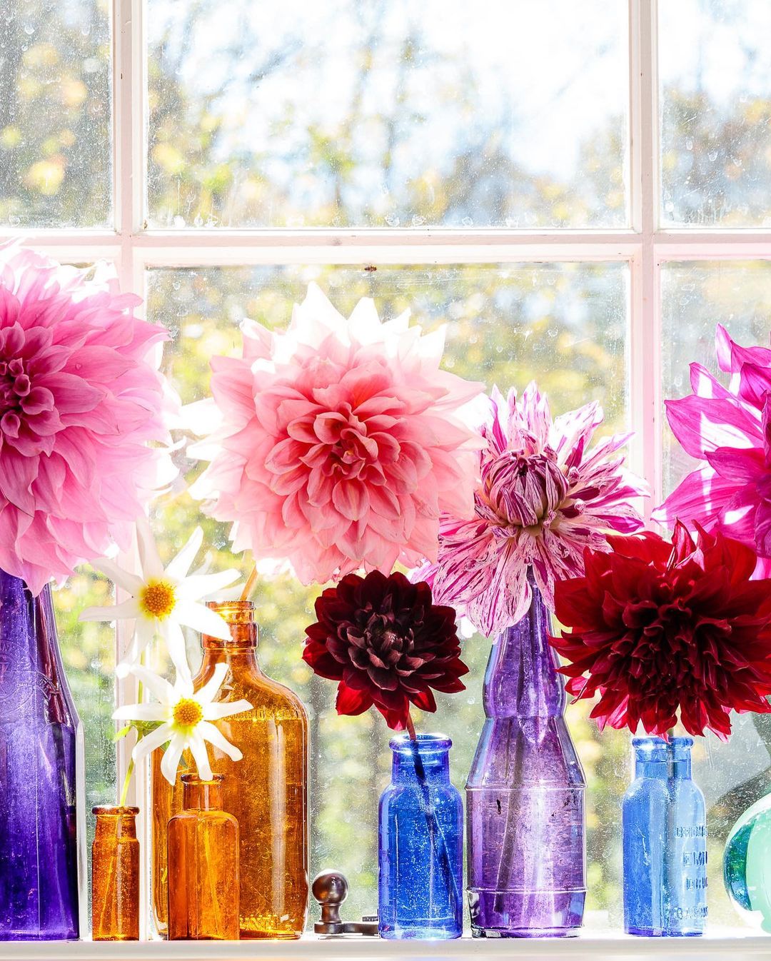 Still life arrangement of colorful dahlia flowers in an array of vintage bottles on a windowsill with a blurred outdoor background.