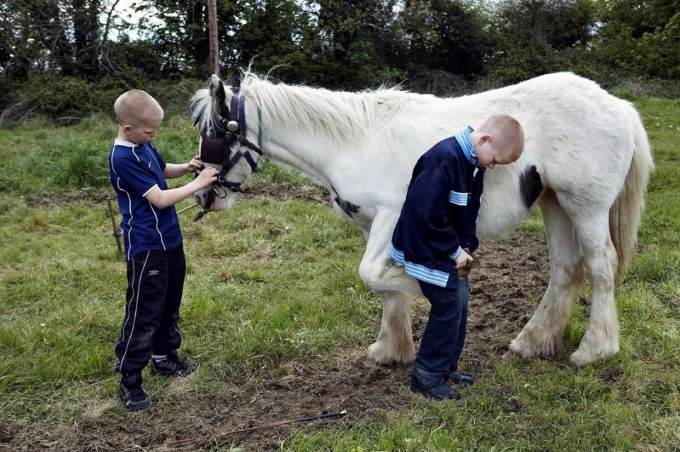 Two boys tending to a white horse in a green field with trees in the background. One boy adjusts the horse's bridle, while the other examines a hoof.