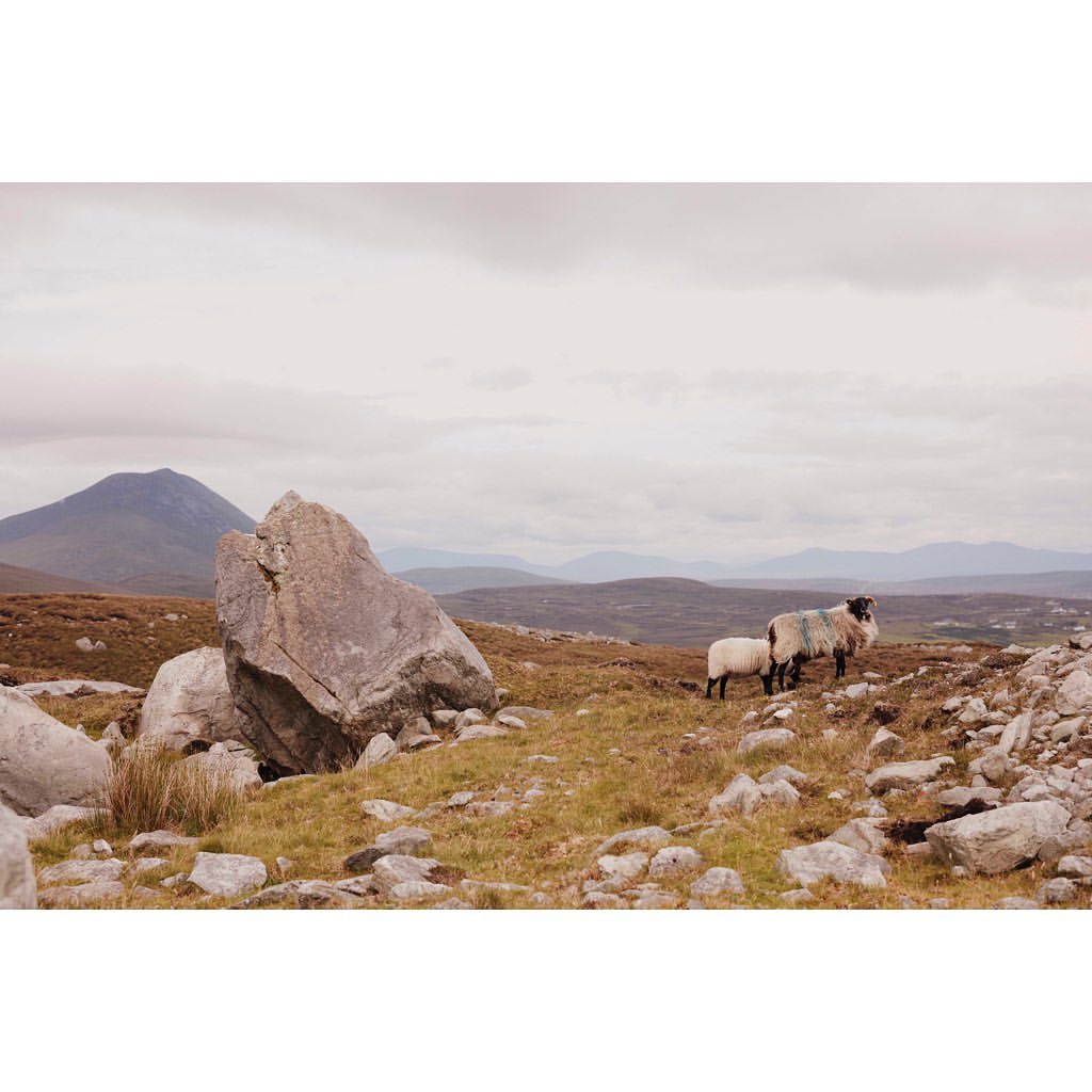 Two sheep stand on a rocky hillside with a mountain in the distance under a cloudy sky, evoking a sense of nature and tranquility.