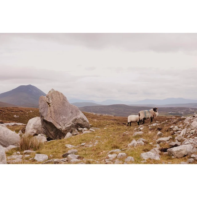 Two sheep stand on a rocky hillside with a mountain in the distance under a cloudy sky, evoking a sense of nature and tranquility.