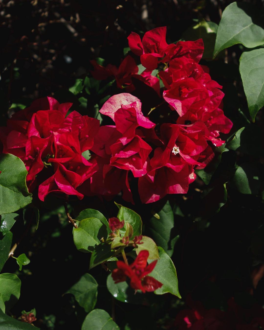 Close-up of bright red bougainvillea flowers with green leaves in natural light, creating a vibrant and colourful floral arrangement.