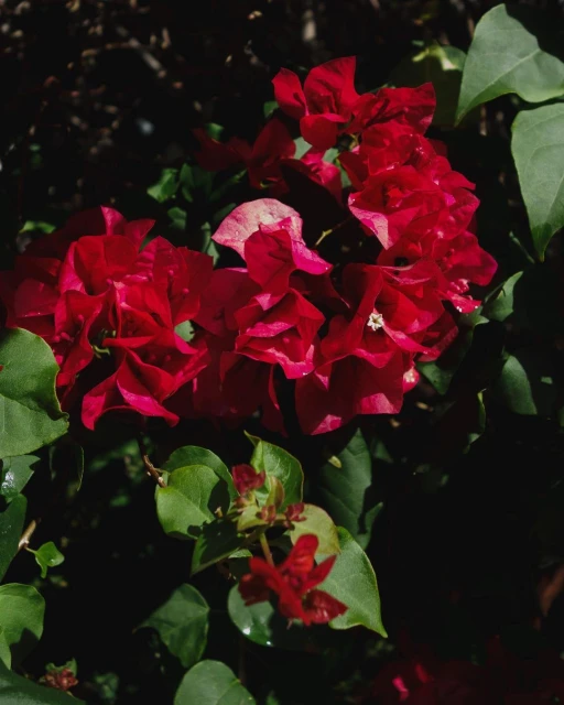 Close-up of bright red bougainvillea flowers with green leaves in natural light, creating a vibrant and colourful floral arrangement.