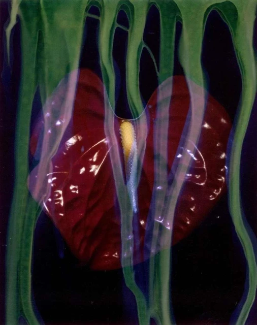 Abstract close-up of a red Anthurium flower with a yellow spadix, surrounded by translucent, organic shapes against a dark background.