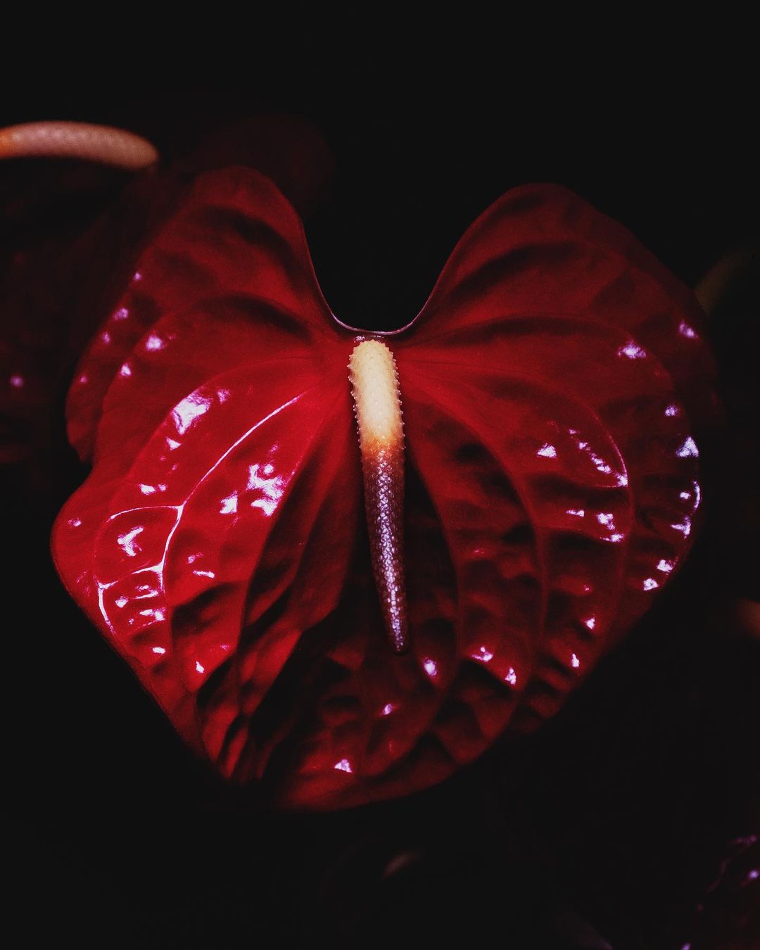 A close-up studio shot captures the vibrant red Anthurium flower with its prominent spadix against a stark black backdrop.