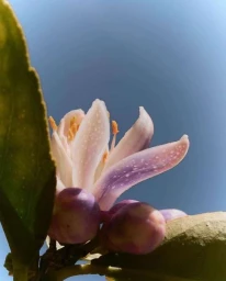 Close-up macro photography of a white and purple flower blossom against a clear blue sky background.