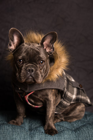 Portrait of a French bulldog wearing a plaid coat with a fur hood, sitting on a textured blue cushion against a dark gray background.