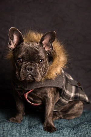 Portrait of a French bulldog wearing a plaid coat with a fur hood, sitting on a textured blue cushion against a dark gray background.