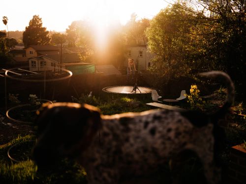 Dog in the foreground, girl on trampoline, sunny backyard setting, evening light, family home in the background.
